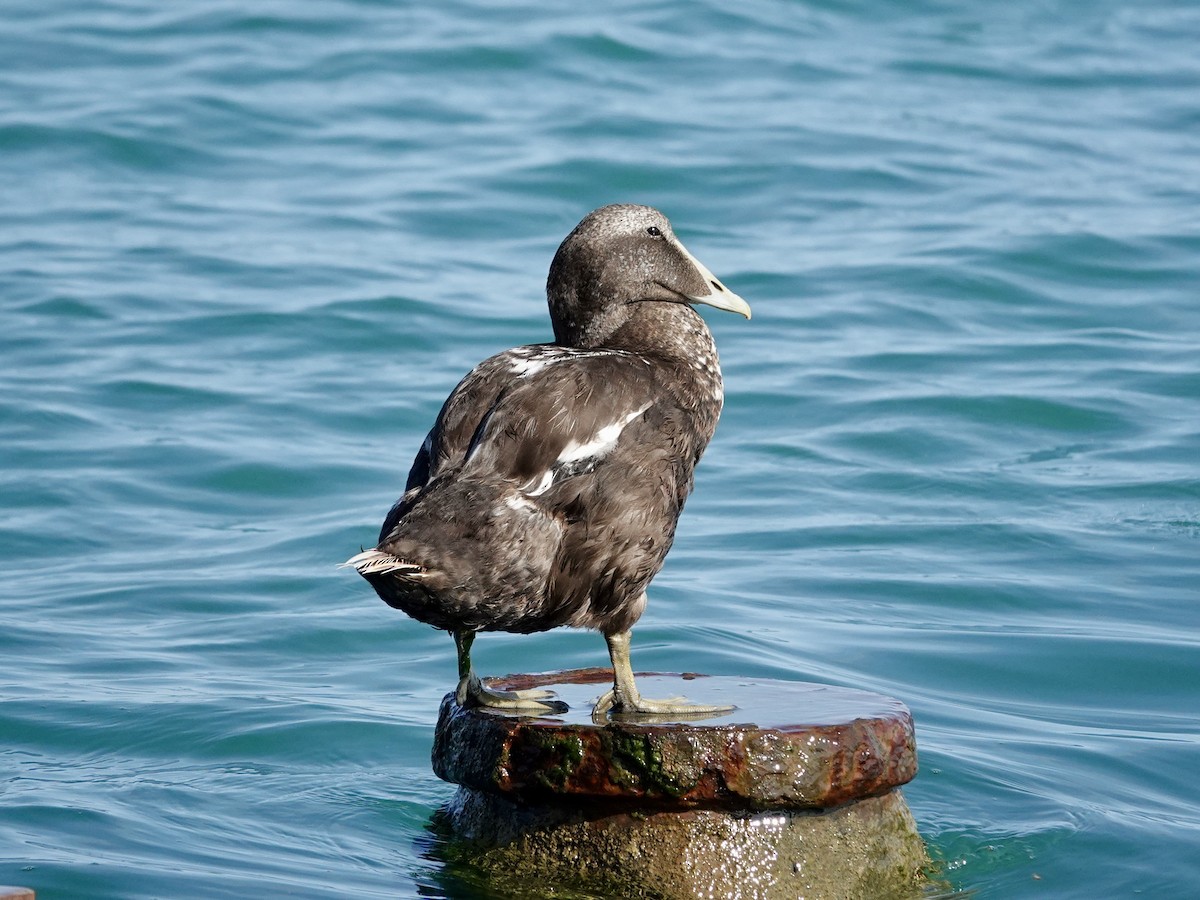 Common Eider - ML640326116