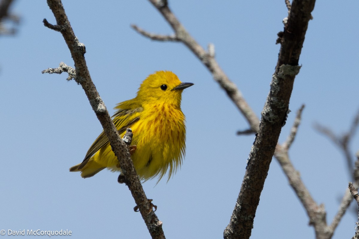 Goldwaldsänger - ML640326124