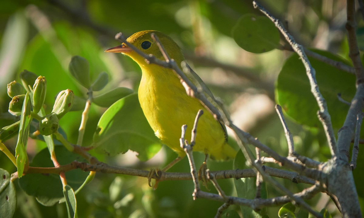 Goldwaldsänger - ML640326155