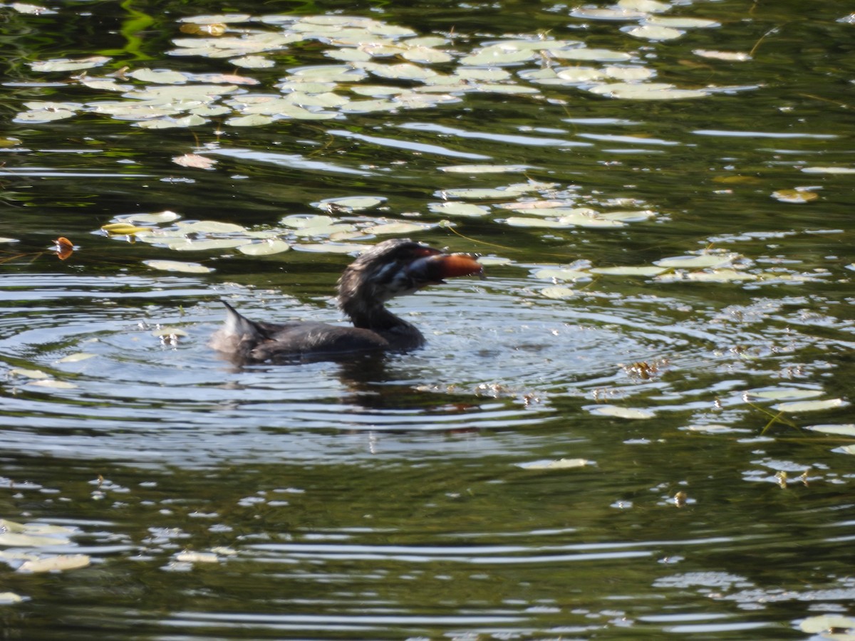 Pied-billed Grebe - ML640326179