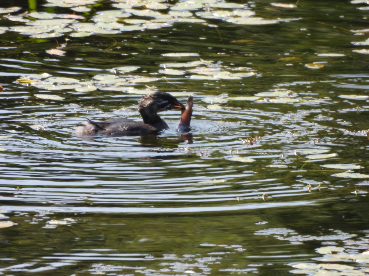 Pied-billed Grebe - ML640326181
