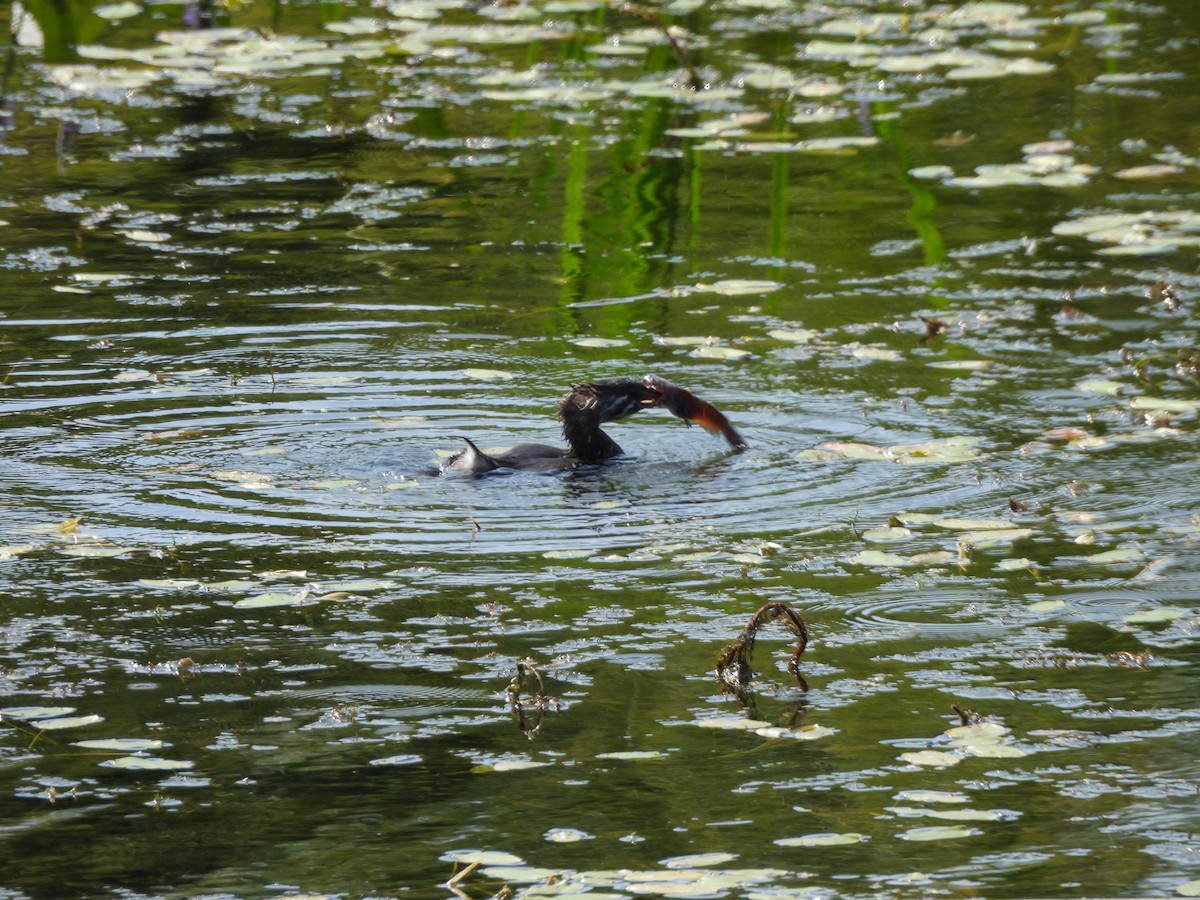 Pied-billed Grebe - ML640326182