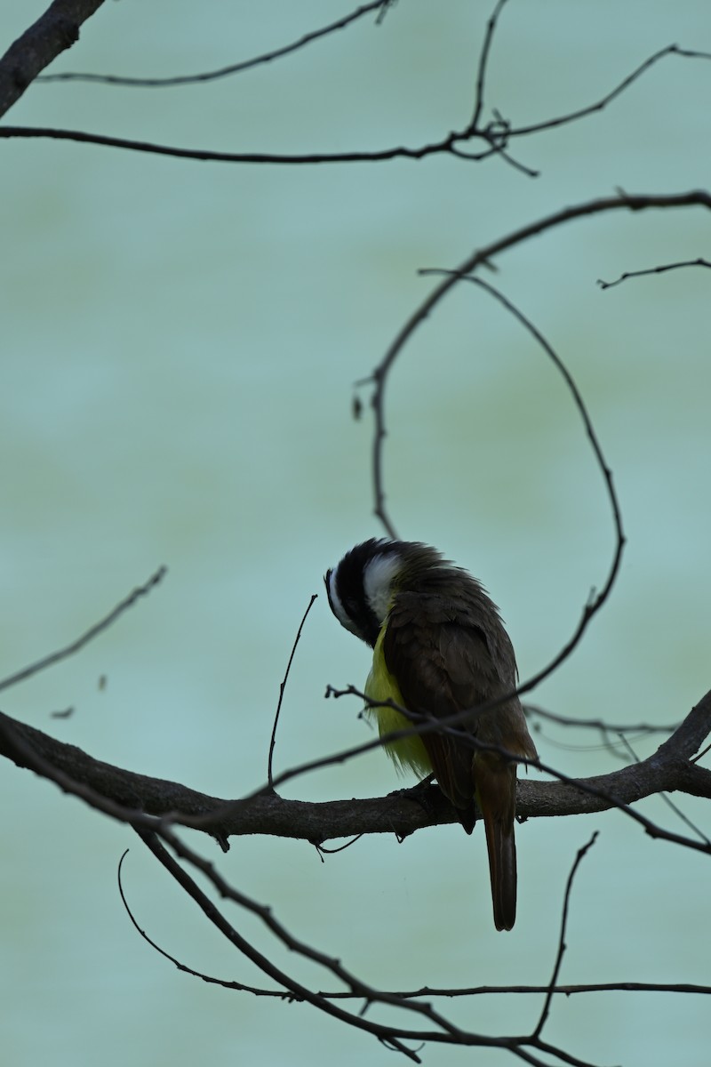 Social Flycatcher - ML640326266