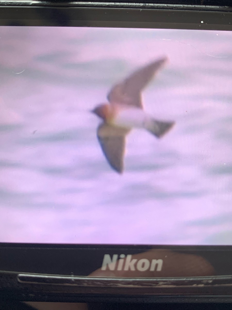 Cliff Swallow - ML640326290