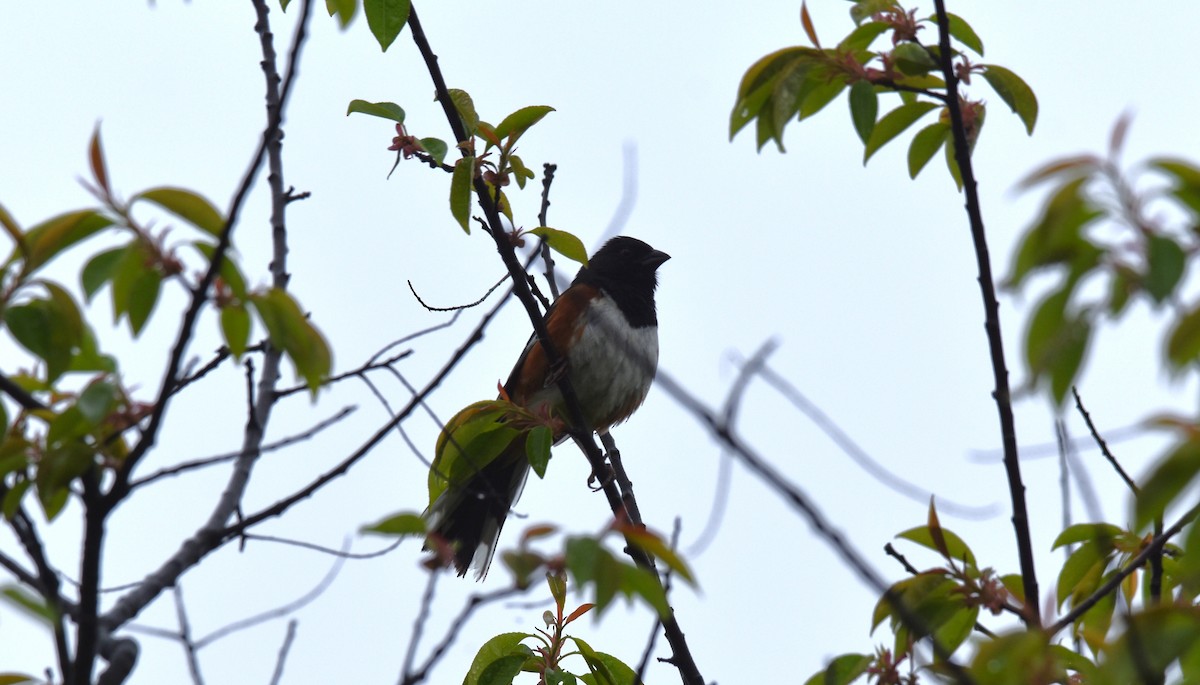 Eastern Towhee - ML640326300