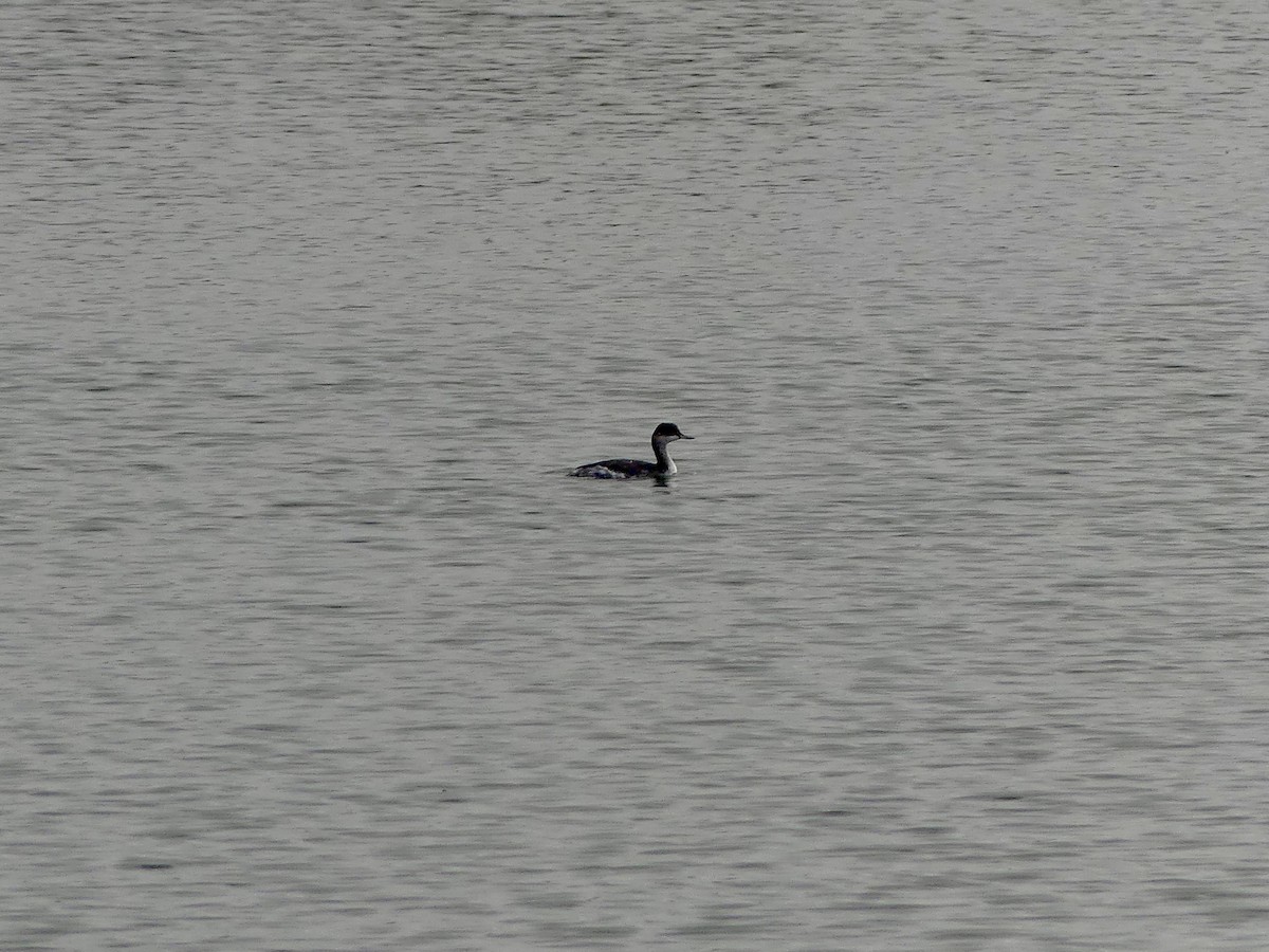 Eared Grebe - ML640326306