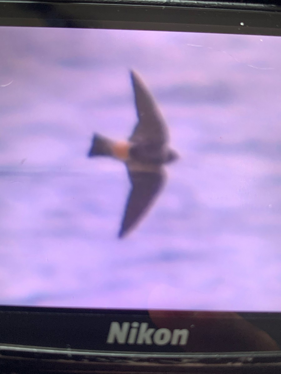Cliff Swallow - ML640326308