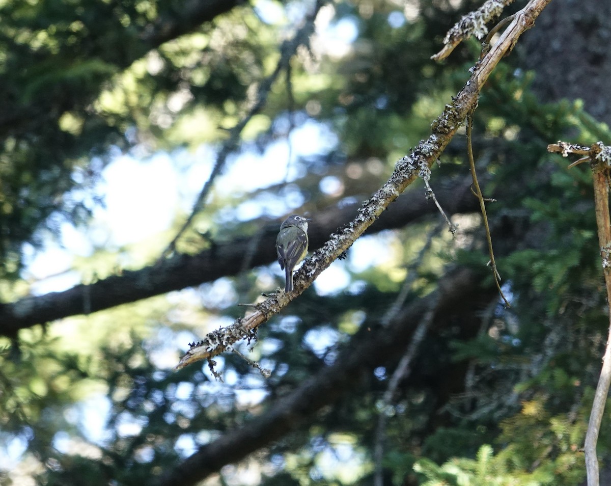 Graukopfvireo - ML640326310