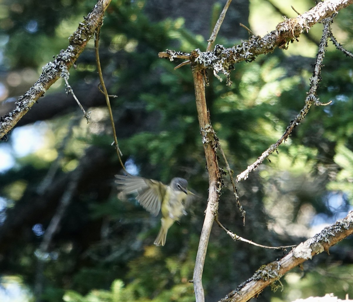 Graukopfvireo - ML640326312