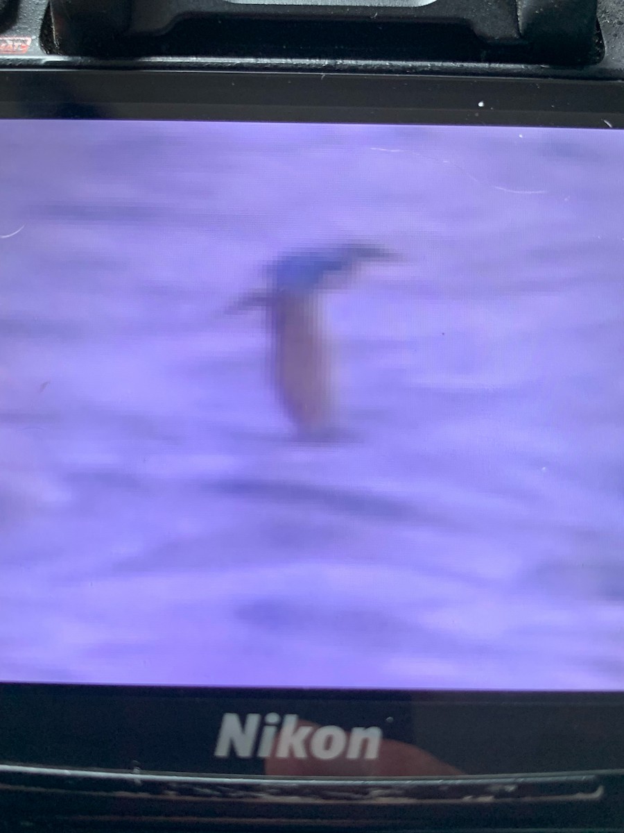 Tree Swallow - ML640326325