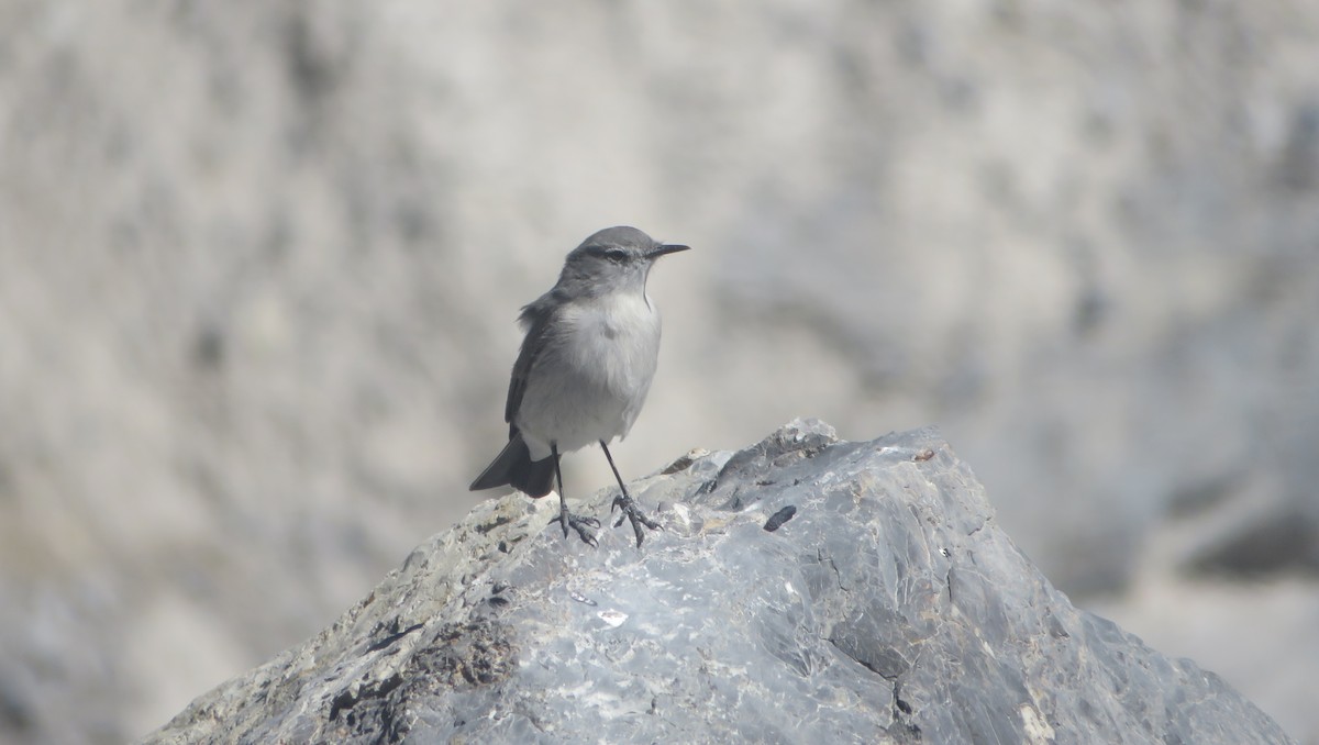 Cinereous Ground-Tyrant - ML640326346