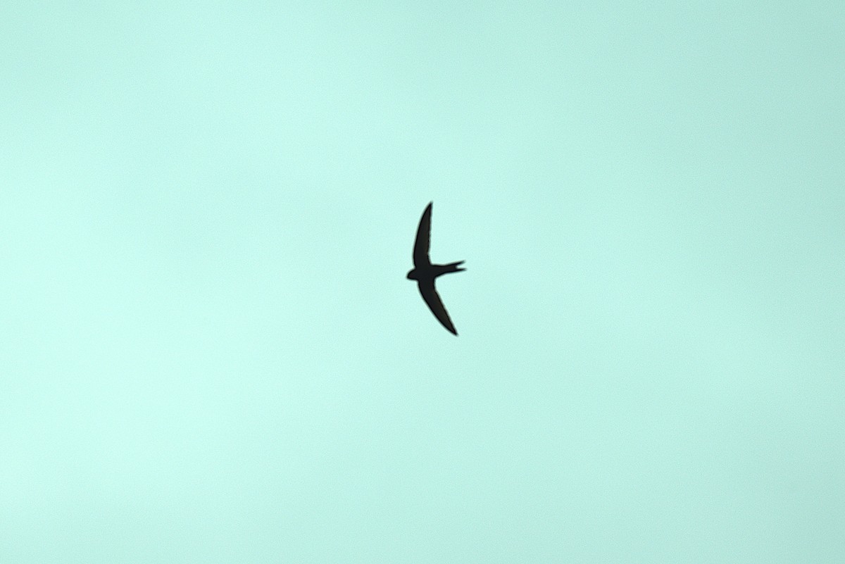 Common Swift - ML640326407