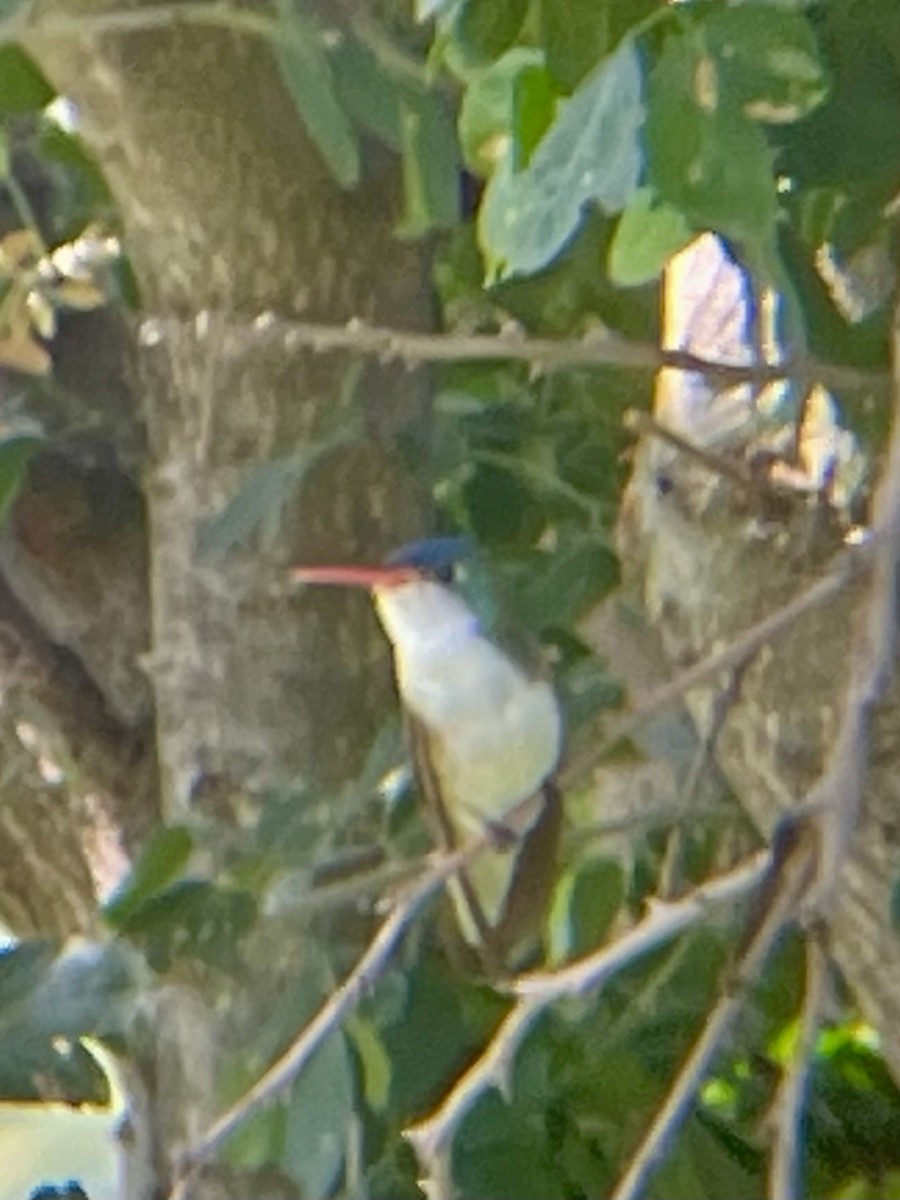 Violet-crowned Hummingbird - ML640326460