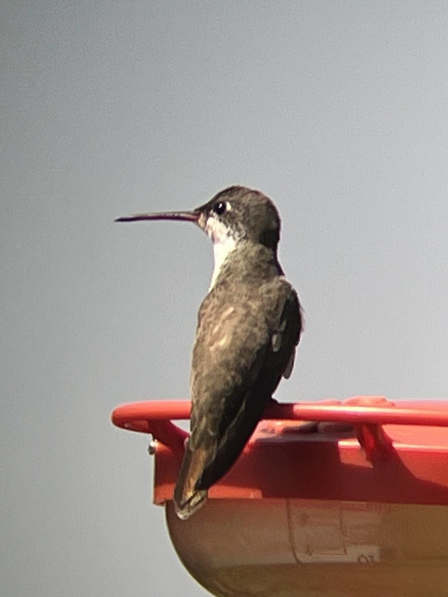Violet-crowned Hummingbird - ML640326461