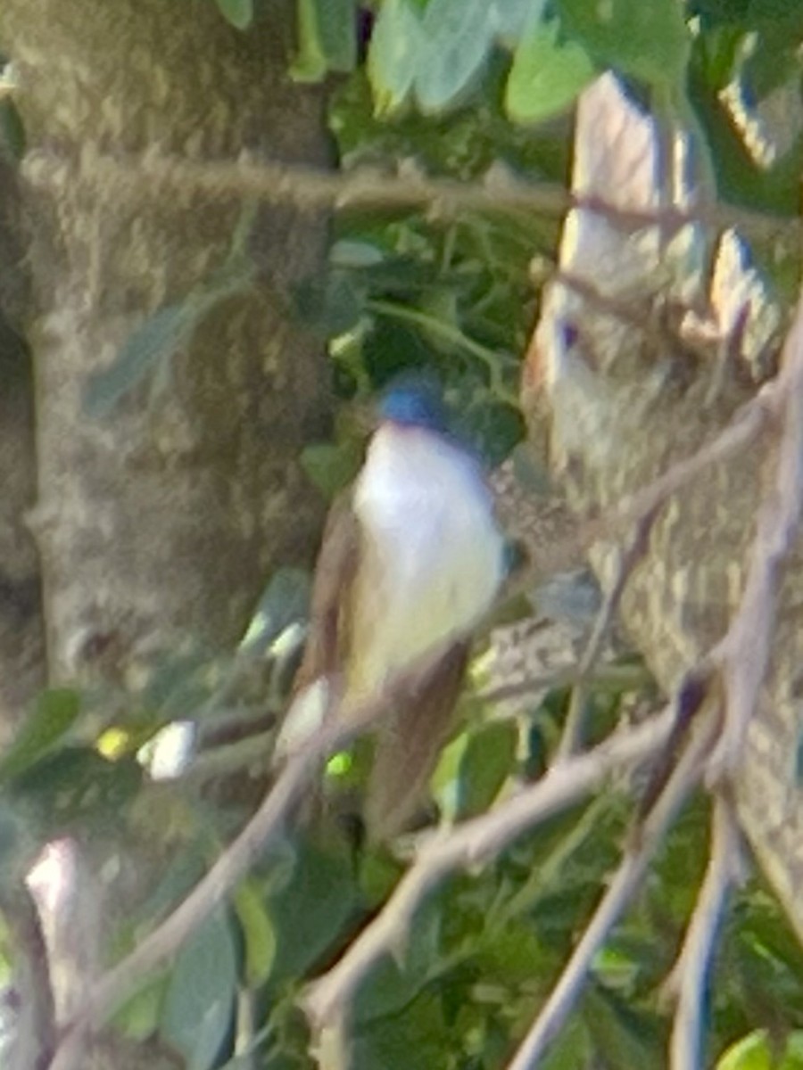 Violet-crowned Hummingbird - ML640326462
