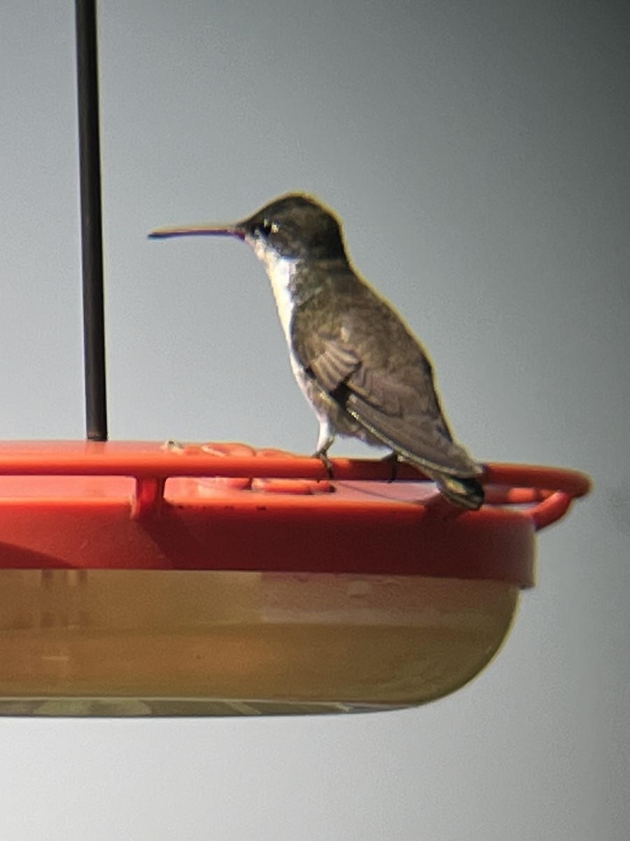 Violet-crowned Hummingbird - ML640326463