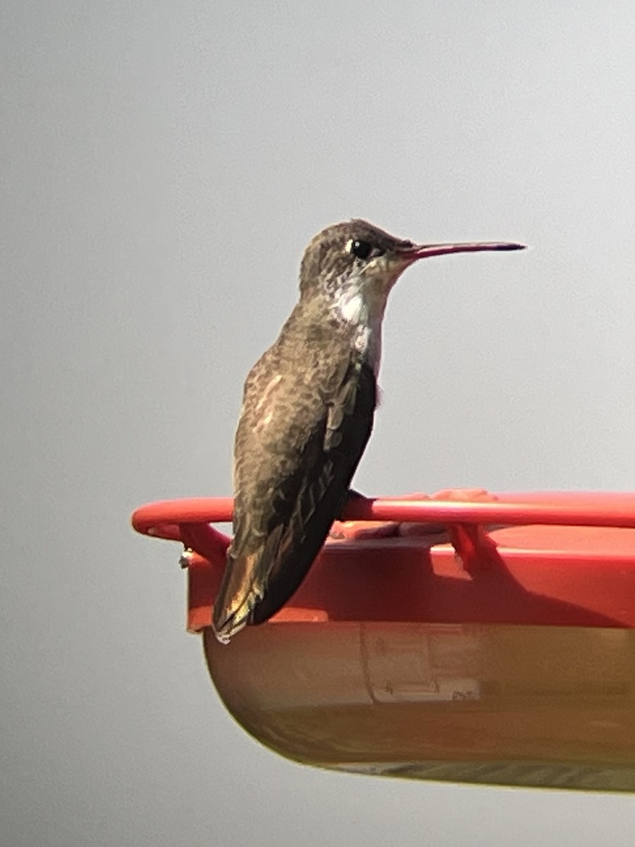 Violet-crowned Hummingbird - ML640326464