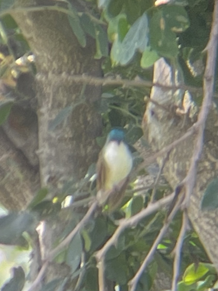 Violet-crowned Hummingbird - ML640326465