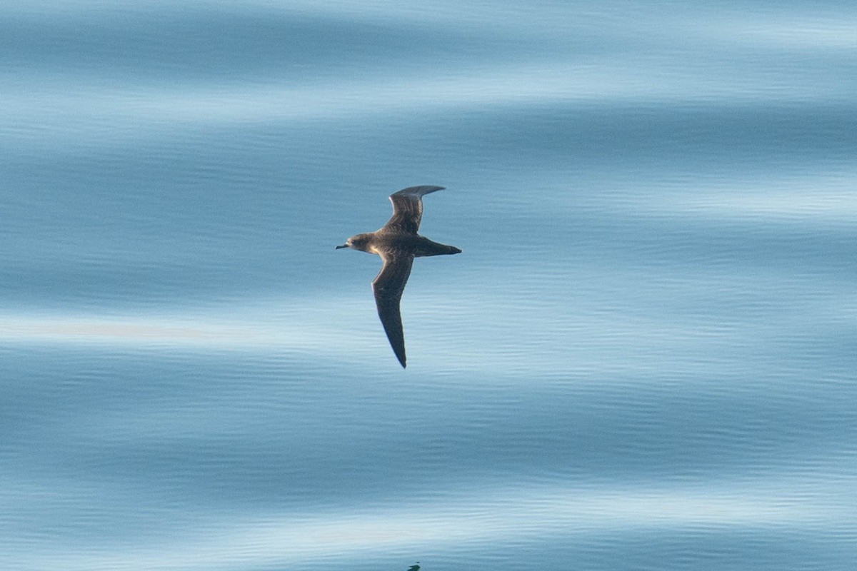 Sooty Shearwater - ML640326514