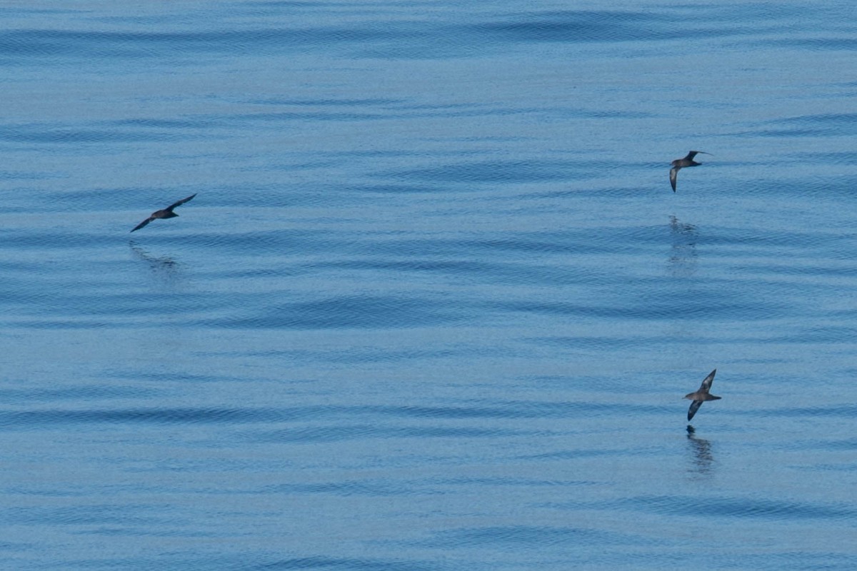 Sooty Shearwater - ML640326515
