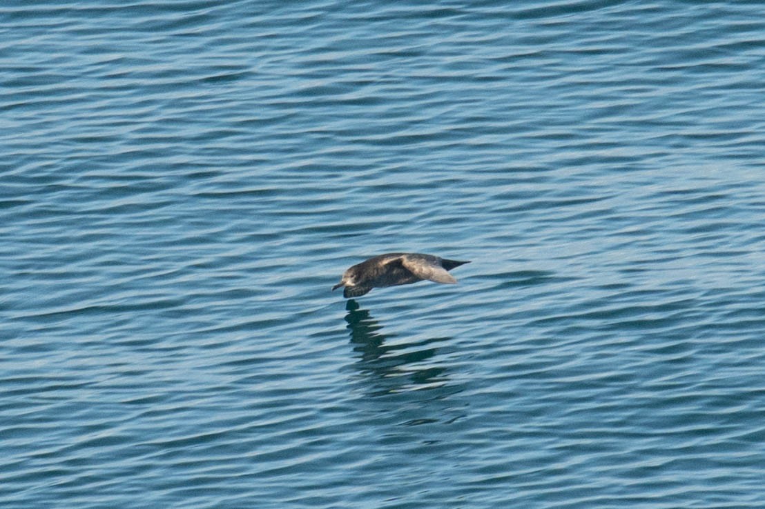 Sooty Shearwater - ML640326516
