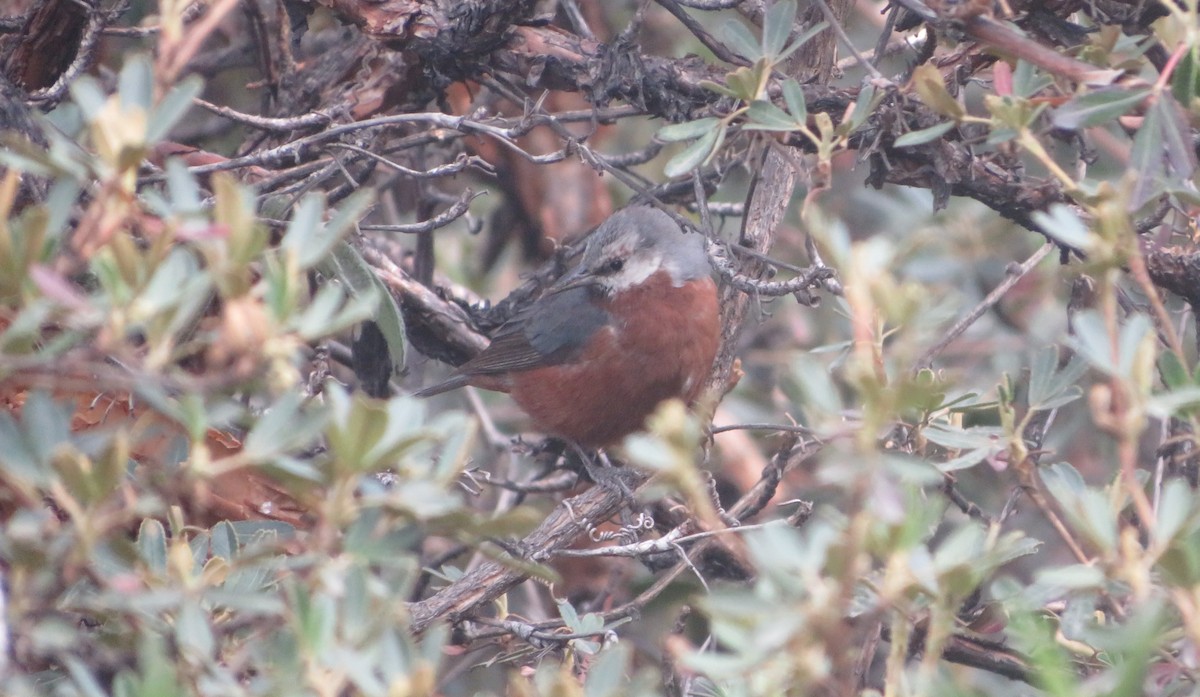 Giant Conebill - ML640326522