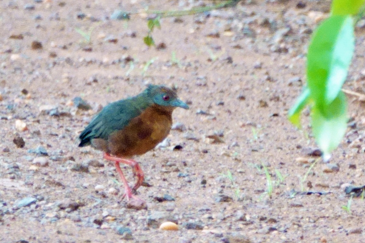 Russet-crowned Crake - ML640326528