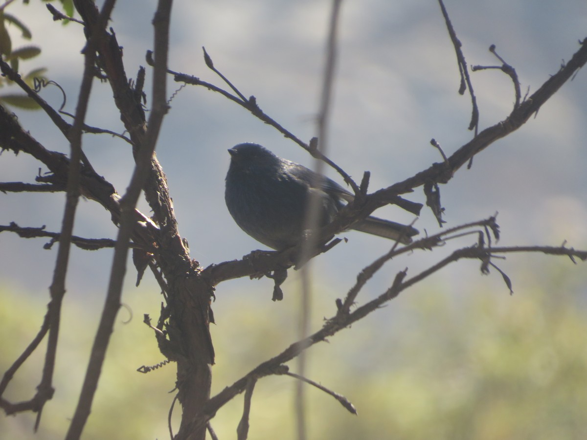 Tit-like Dacnis - ML640326537