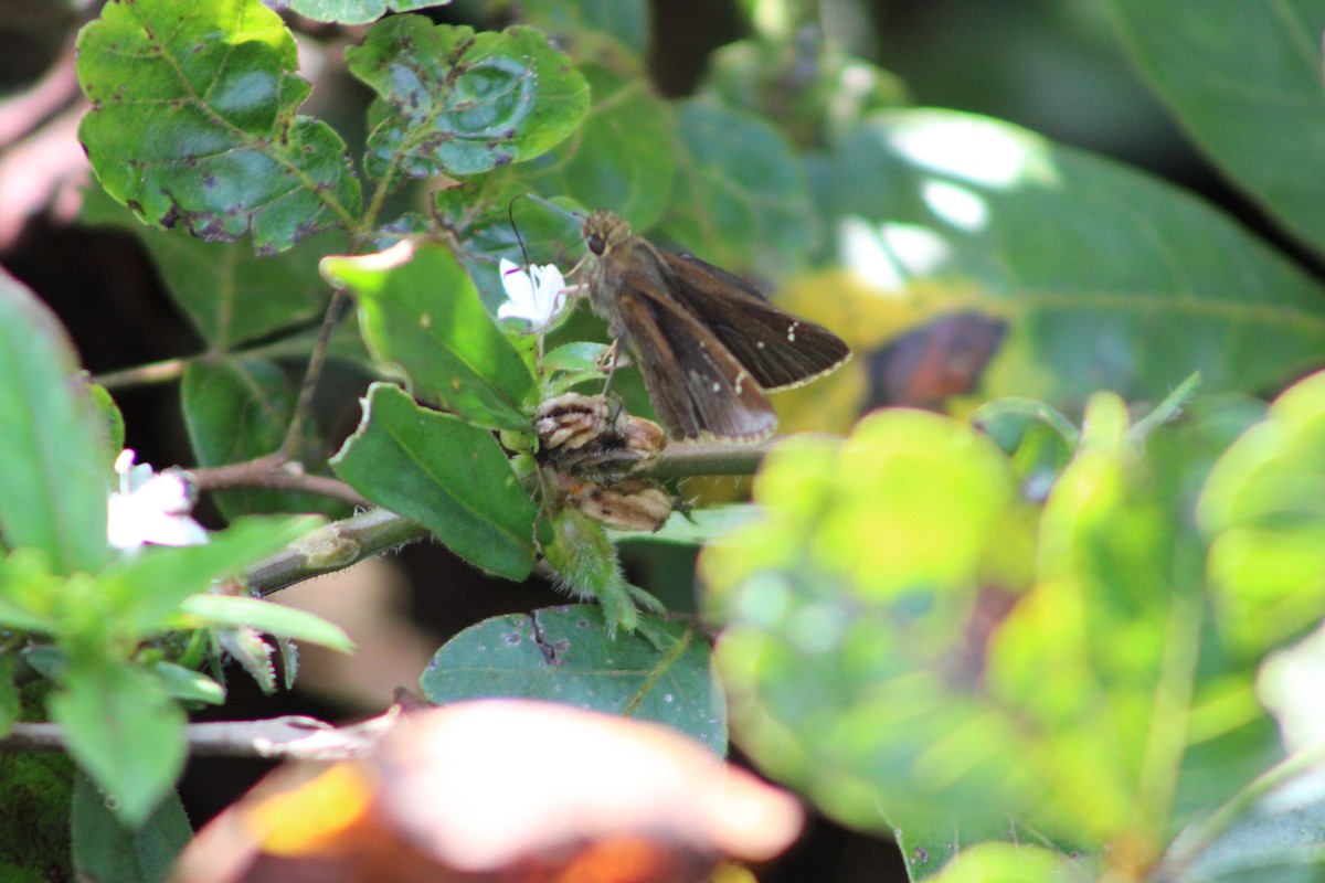 Clouded Skipper - ML640326620