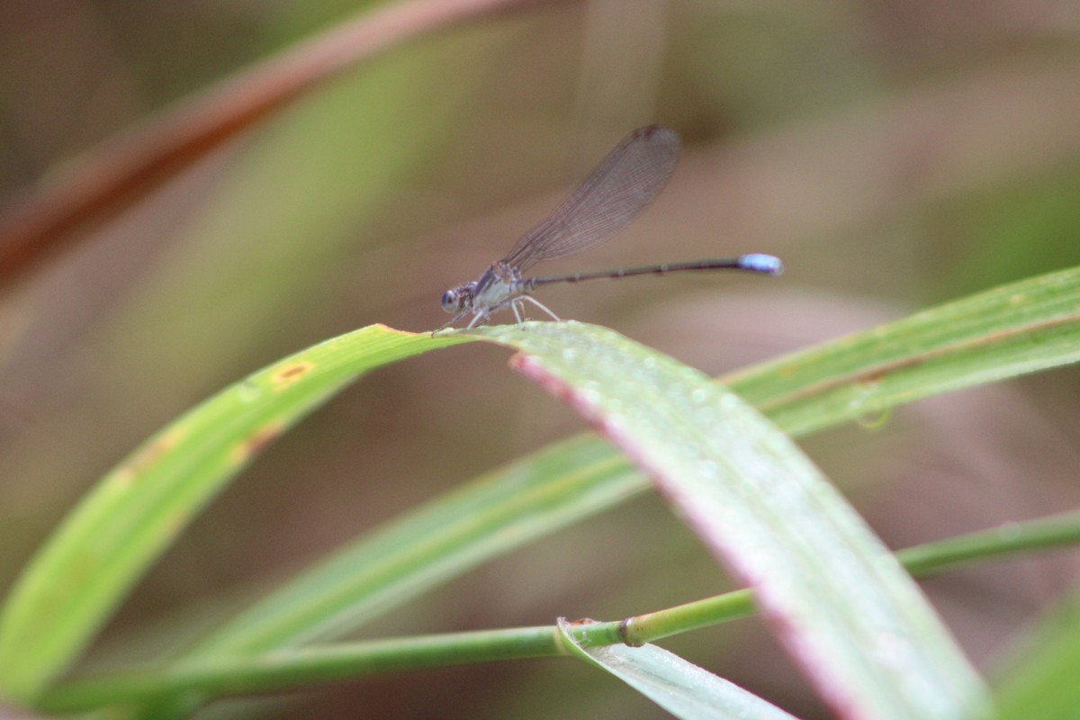 Blue-fronted Dancer - ML640326621