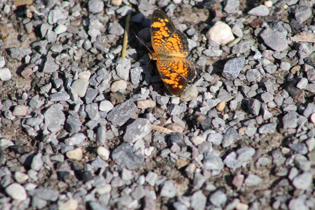 Pearl Crescent - ML640326622