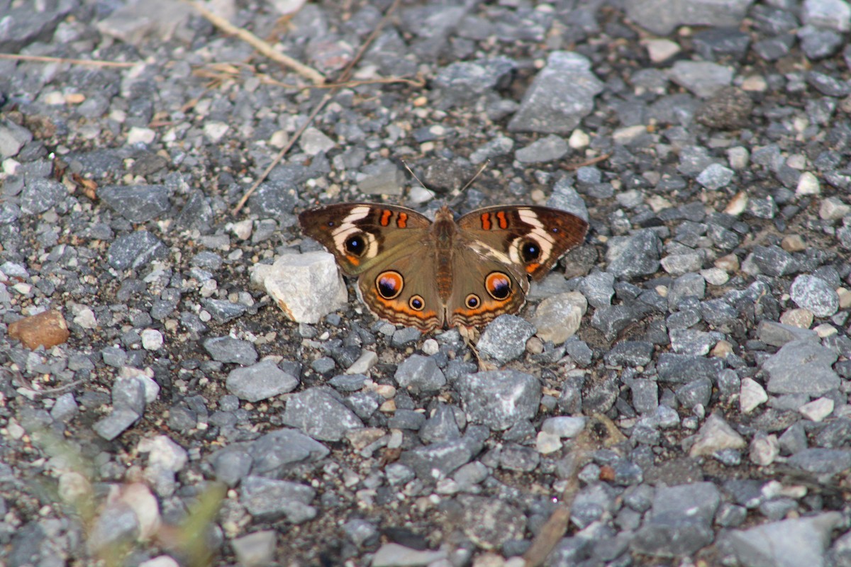 Common Buckeye - ML640326625