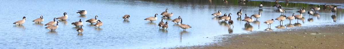 eBird Checklist - 15 Aug 2025 - Pickering Ponds, Rochester - 51 species ...