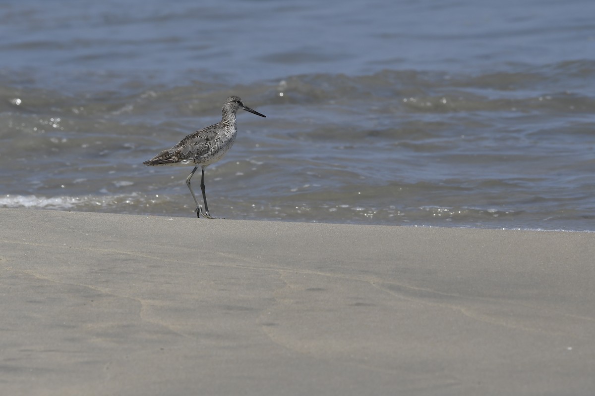 Willet - ML640326755