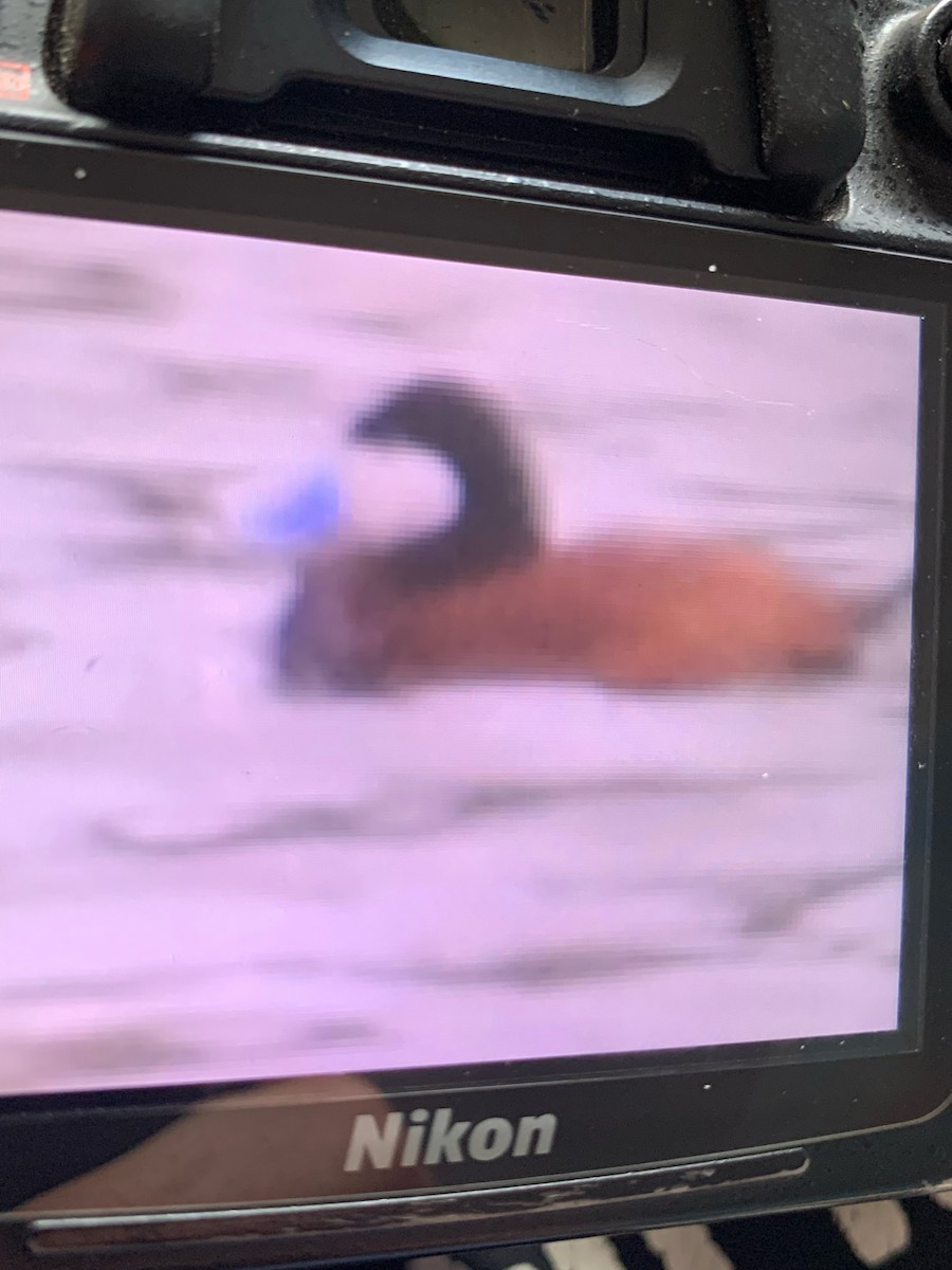 Ruddy Duck - ML640326759
