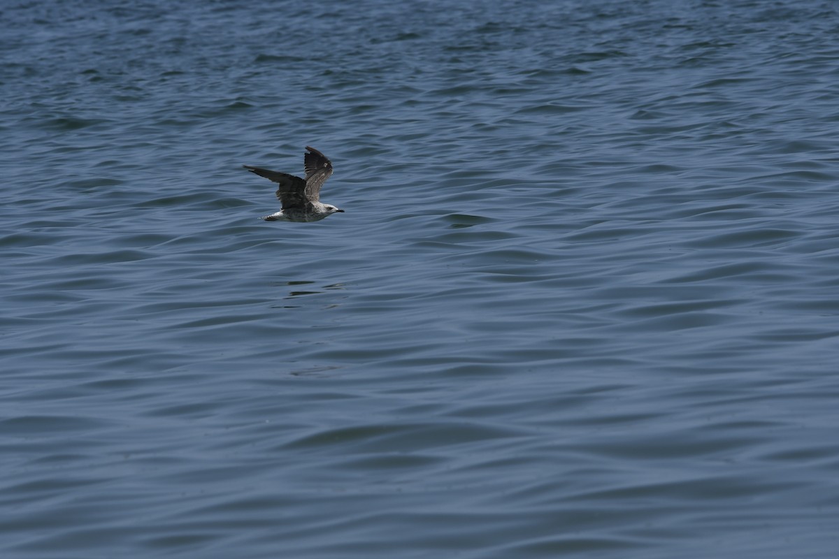 Lesser Black-backed Gull - ML640326775