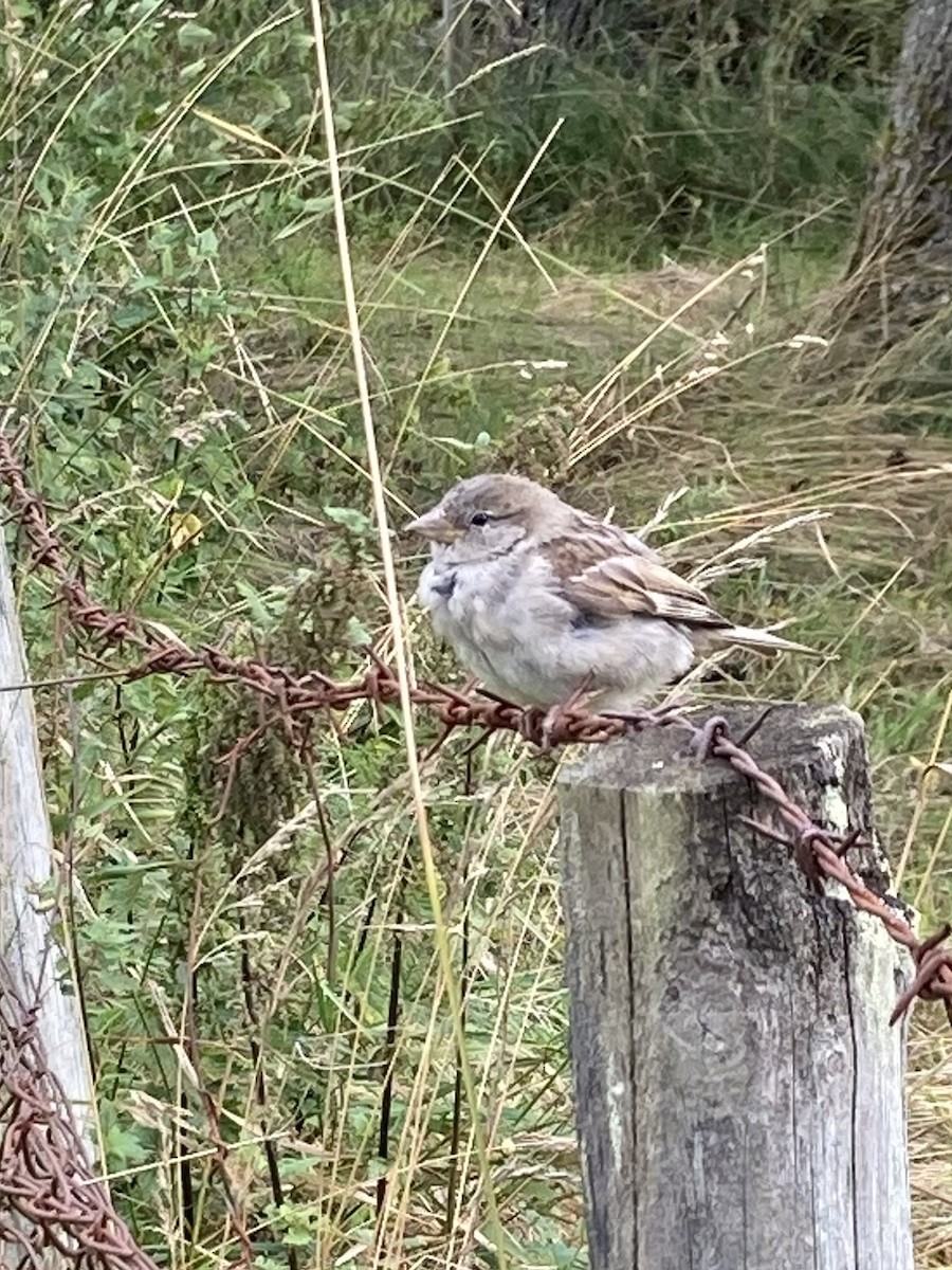 House Sparrow - ML640326866
