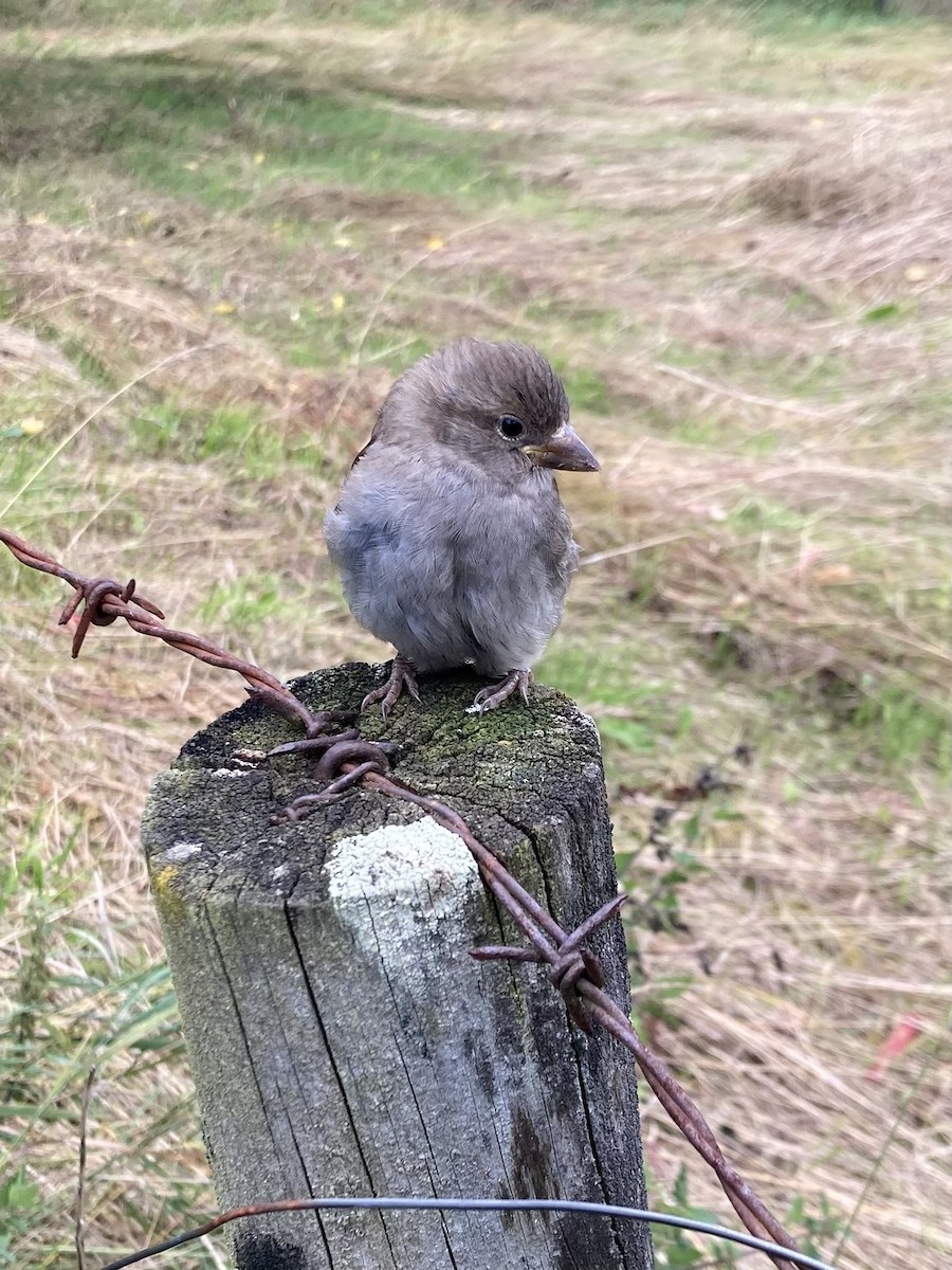 House Sparrow - ML640326867