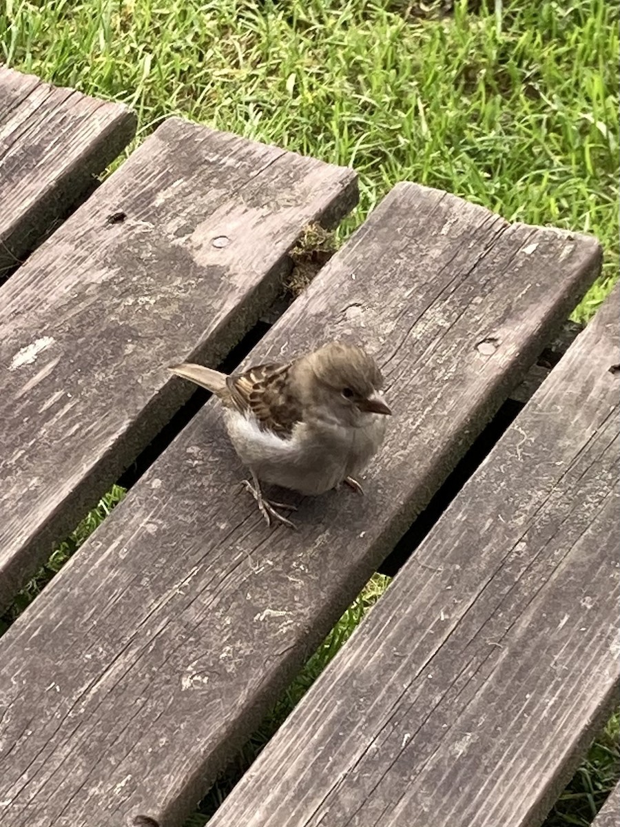 House Sparrow - ML640326868