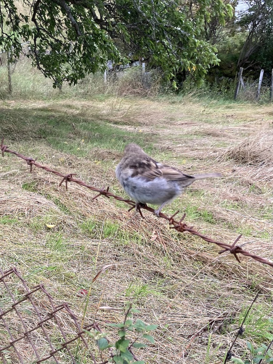 House Sparrow - ML640326869
