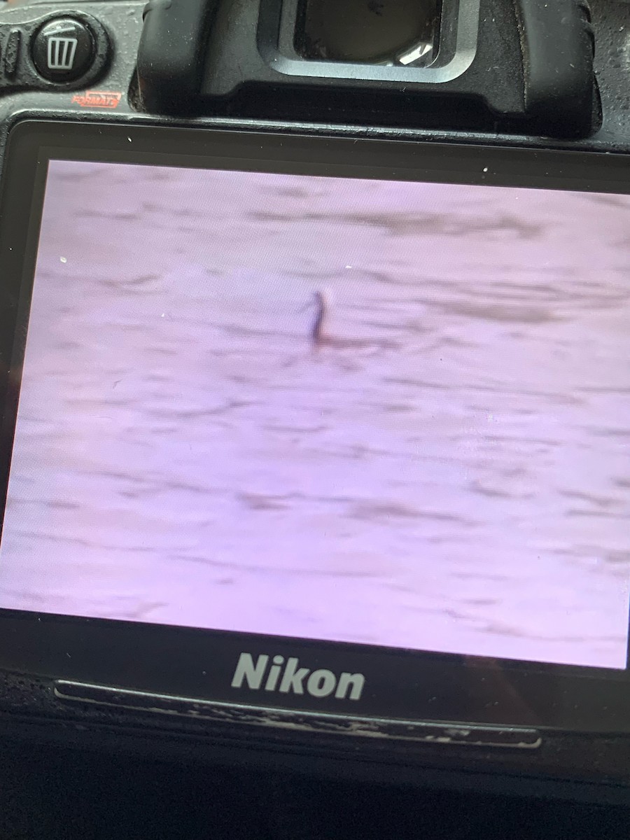Wilson's Phalarope - ML640326908