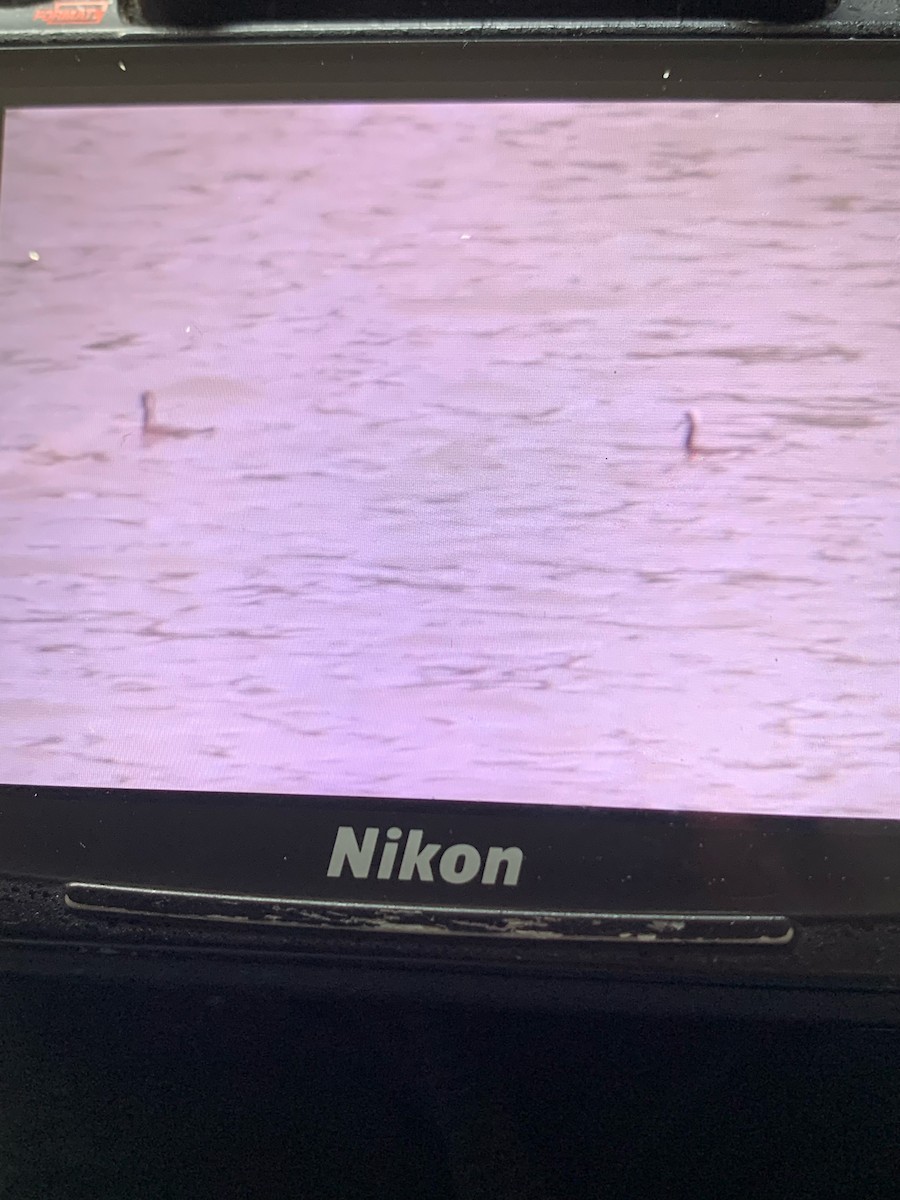Wilson's Phalarope - ML640326909