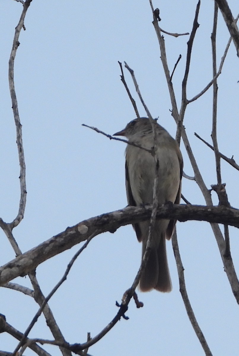 Caribbean Elaenia - ML640326939