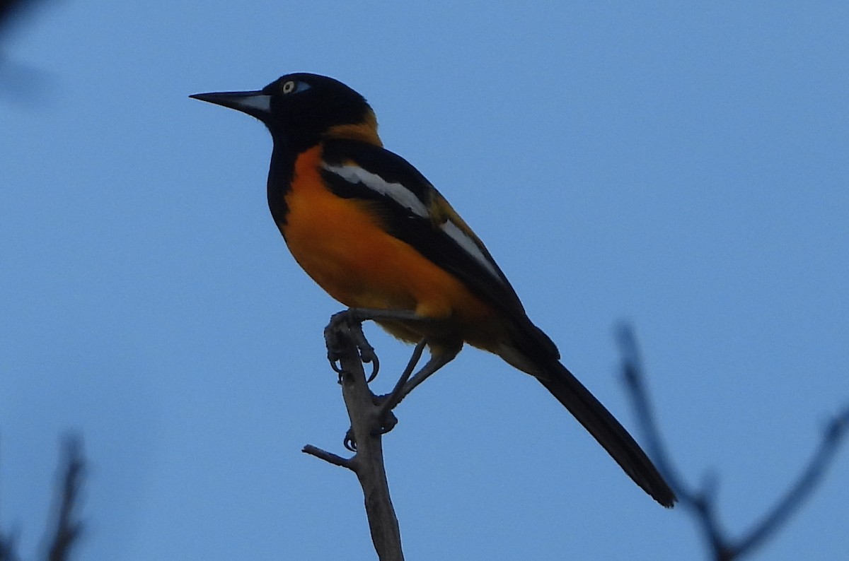 Venezuelan Troupial - ML640326947