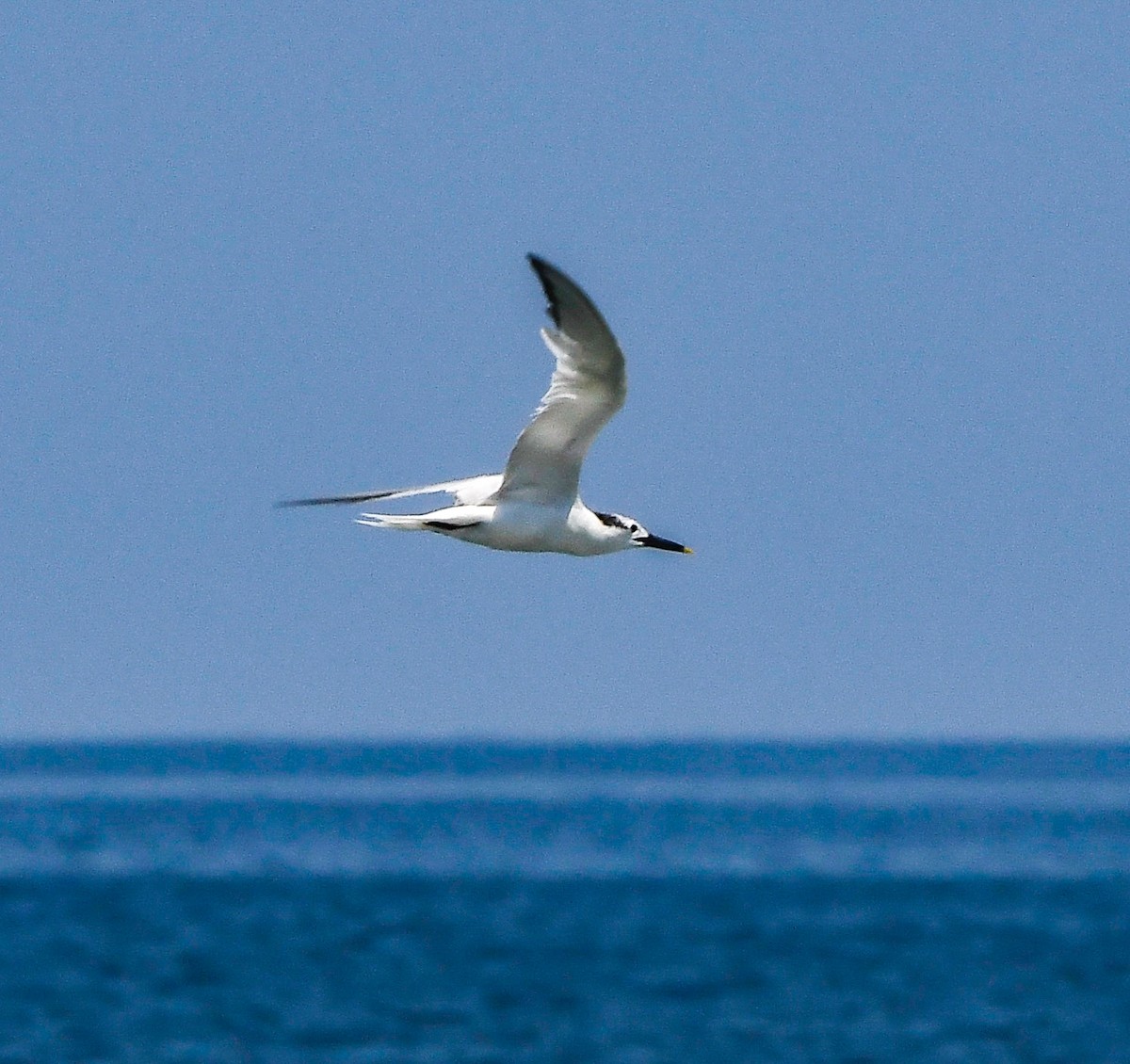 Sandwich Tern (Cabot's) - ML640326960