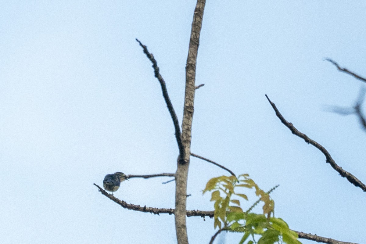 Cambodian Flowerpecker - ML640326988