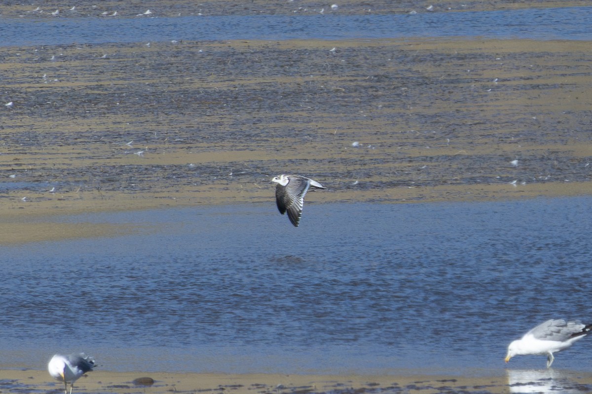 Mouette de Franklin - ML640327007