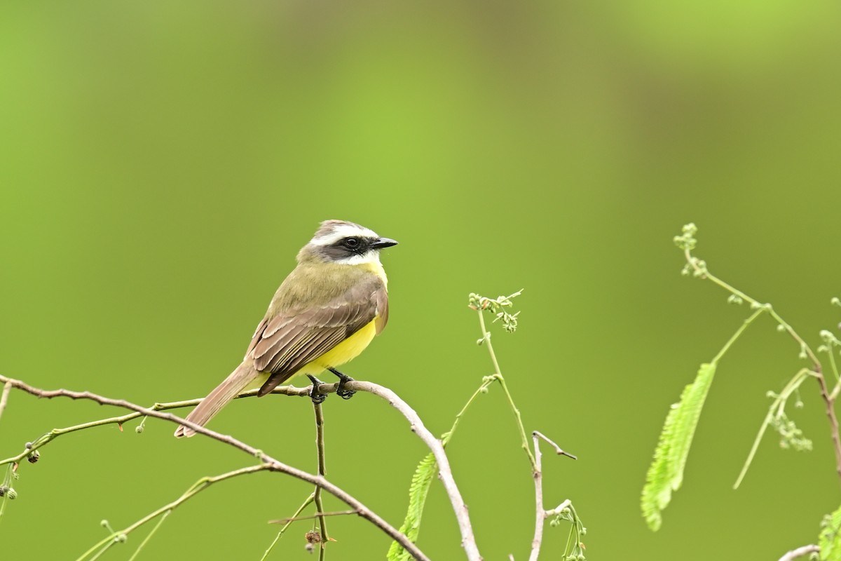 Social Flycatcher - ML640327024