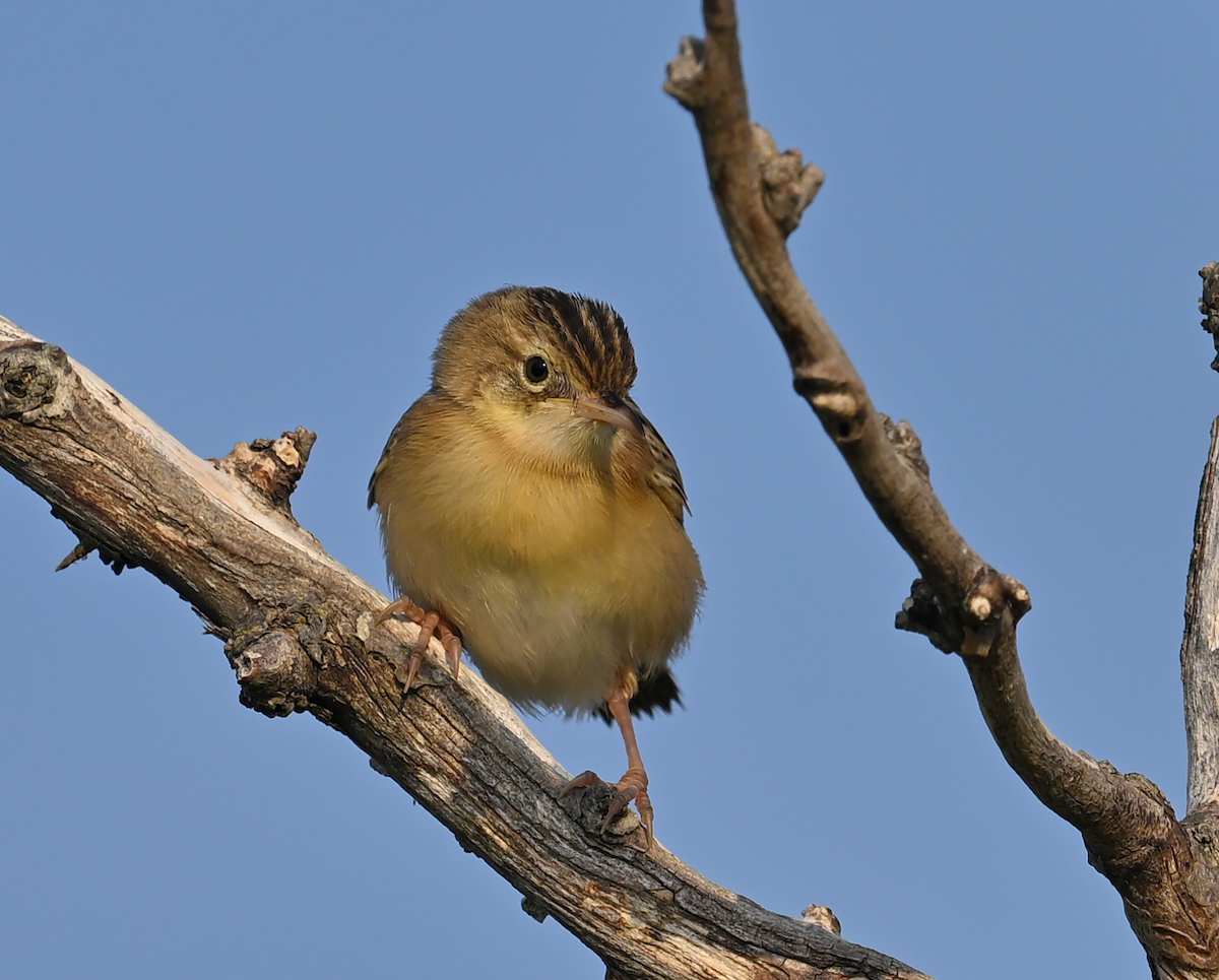 Zitting Cisticola - ML640327082