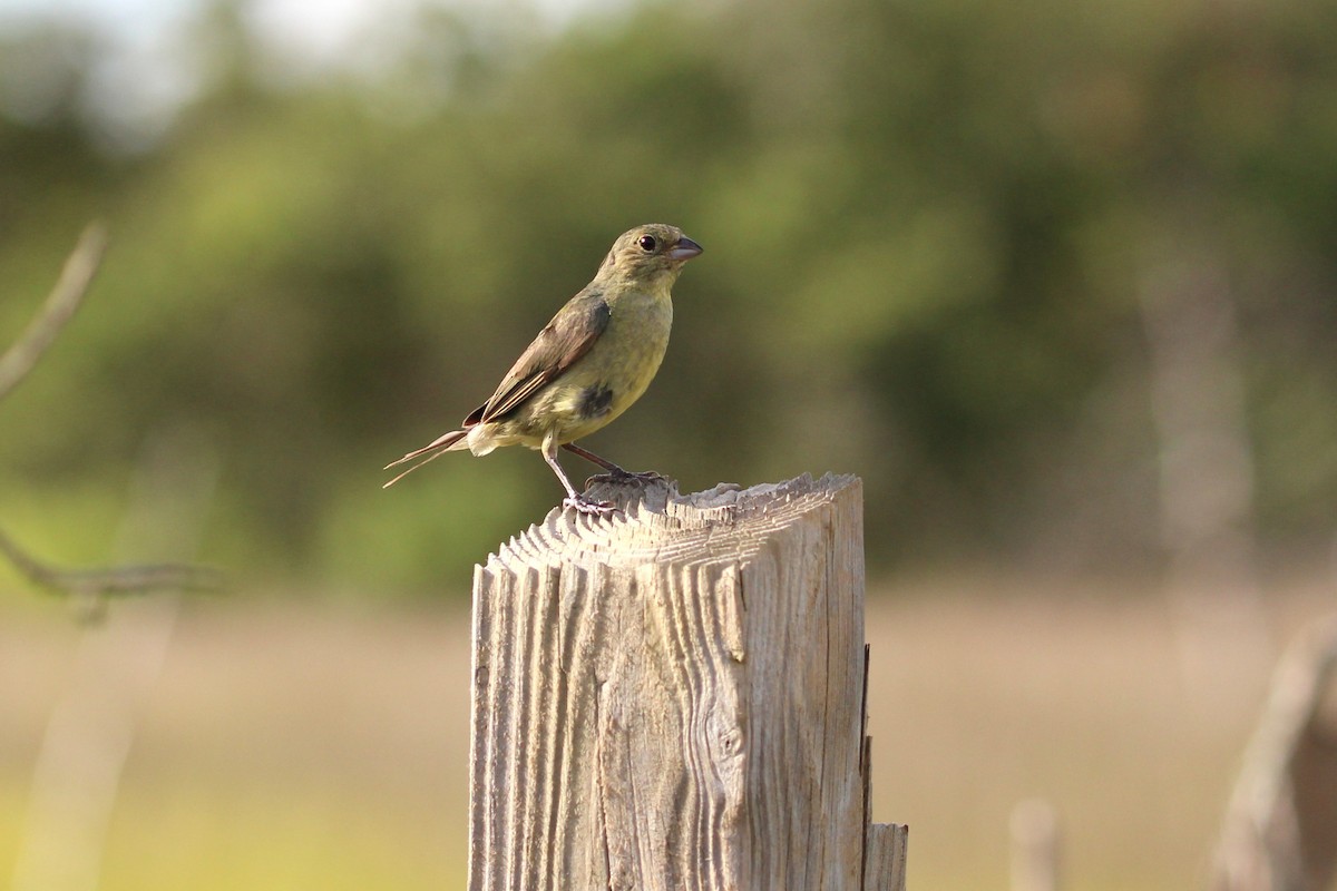 Painted Bunting - ML640327106